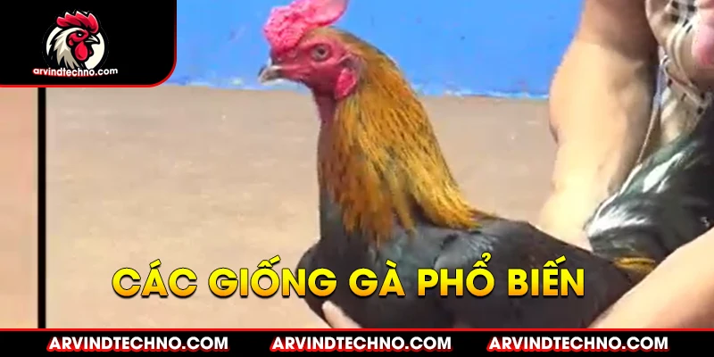 Các giống gà chọi phổ biến trong đá gà mạng