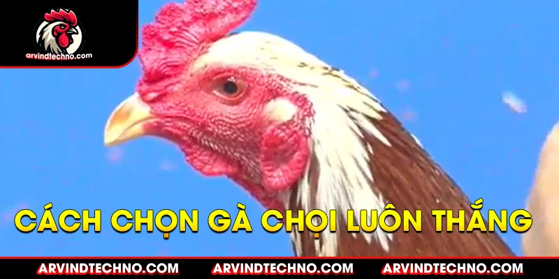 Cách chọn gà chọi "luôn thắng"