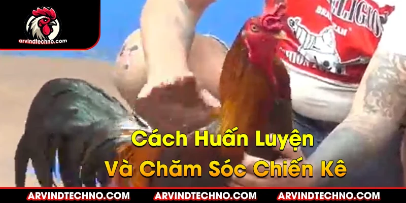 Kỹ Thuật Đá Gà Thomo: Cách Huấn Luyện Và Chăm Sóc Chiến Kê