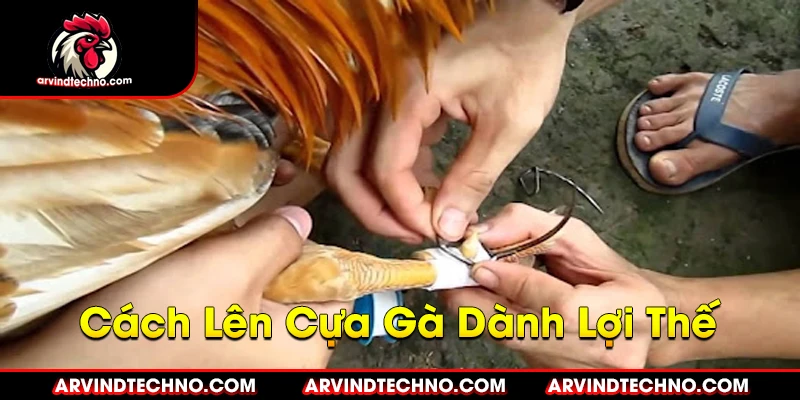 Cách Lên Cựa Gà Dành Lợi Thế: Bí Quyết Từ A-Z
