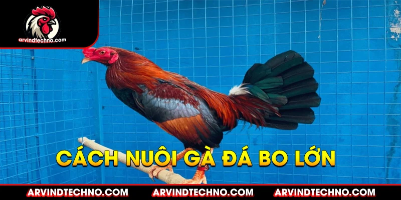 Cách Nuôi Gà Đá Bo Lớn
