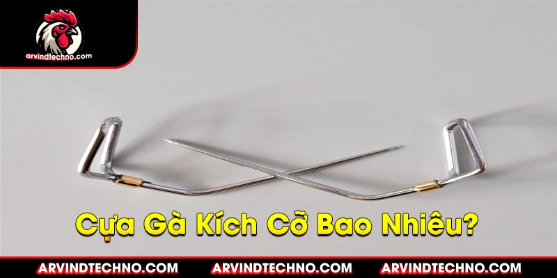 Cựa Gà: Chọn Loại Nào, Kích Cỡ Bao Nhiêu?