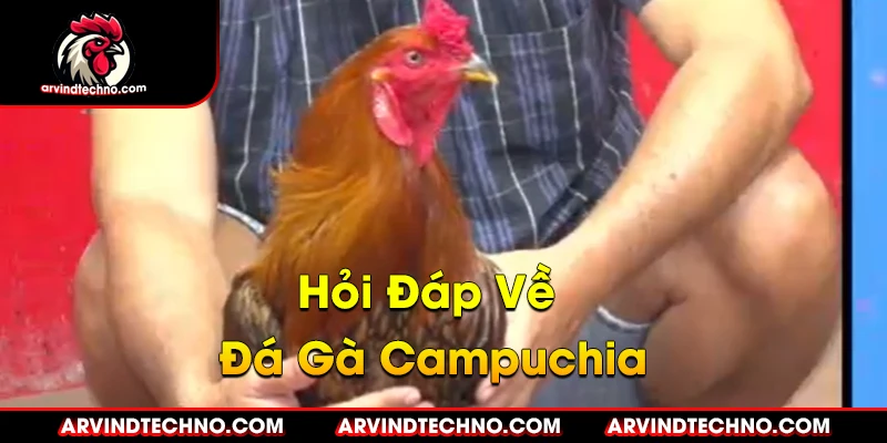 hỏi đáp về đá gà campuchia