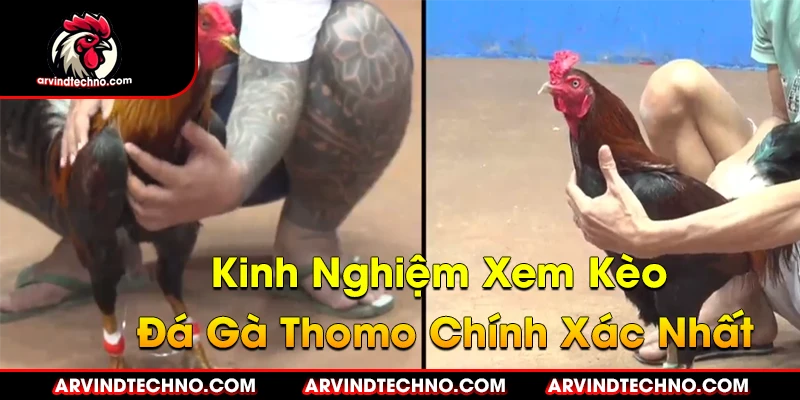 Kinh Nghiệm Xem Kèo Cựa Sắt Đá Gà Thomo Chính Xác Nhất