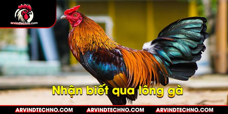 nhận biết qua lông gà