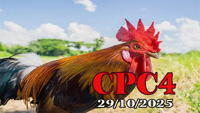 Xem lại đá gà Thomo hôm nay C4 ngày 29/10/2025