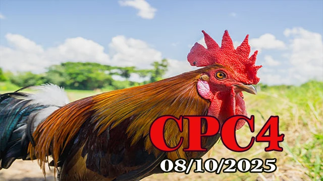 Phát lại clip đá gà Thomo hôm nay C4 08/10/2025