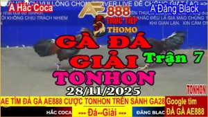 Gà Đá Giải TONHON Trận 7: A. Hắc Coca vs A. Đăng Black 3.2kg