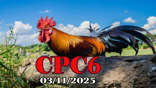 Phát lại đá gà C6 Thomo hôm nay 03/11/2025