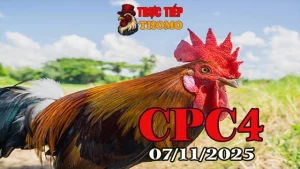 Tổng hợp video clip đá gà Thomo CPC4 hôm nay 07/11/2025