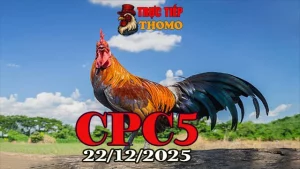 Xem video đá gà CPC5 trực tiếp hôm nay 22122025 mới nhất