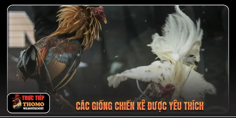 Các giống chiến kê được yêu thích