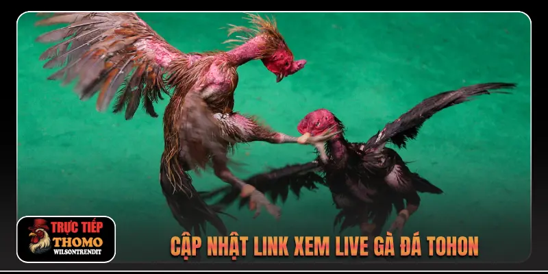 Cập nhật link xem live gà đá Tohon