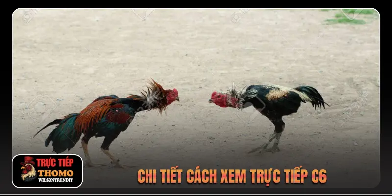 Chi tiết cách xem trực tiếp C6