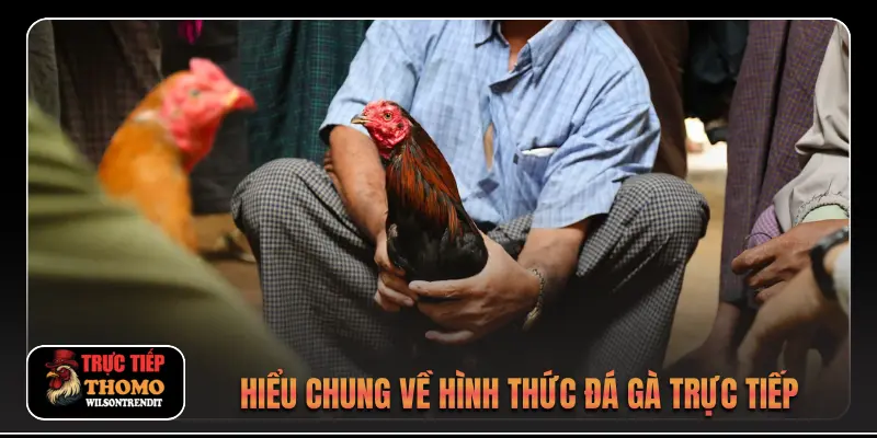 Hiểu chung về hình thức đá gà trực tiếp