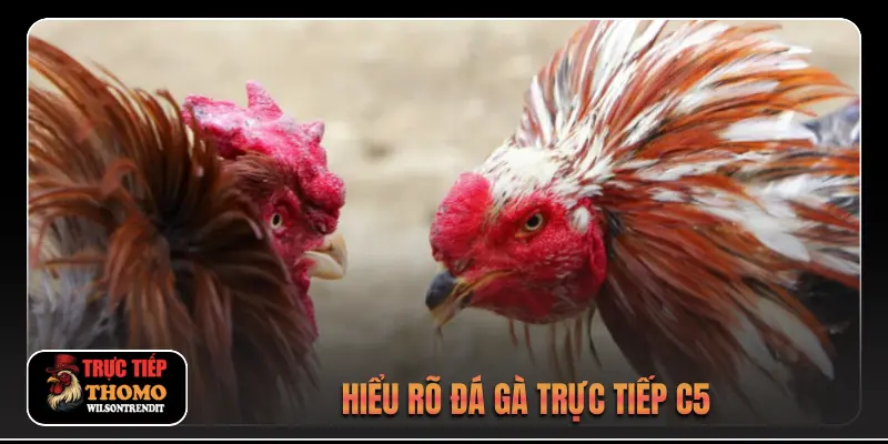 Hiểu rõ đá gà trực tiếp c5