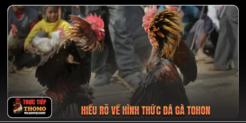 Hiểu rõ về hình thức đá gà Tohon