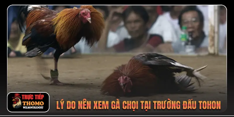 Lý do nên xem gà chọi tại trường đấu Tohon