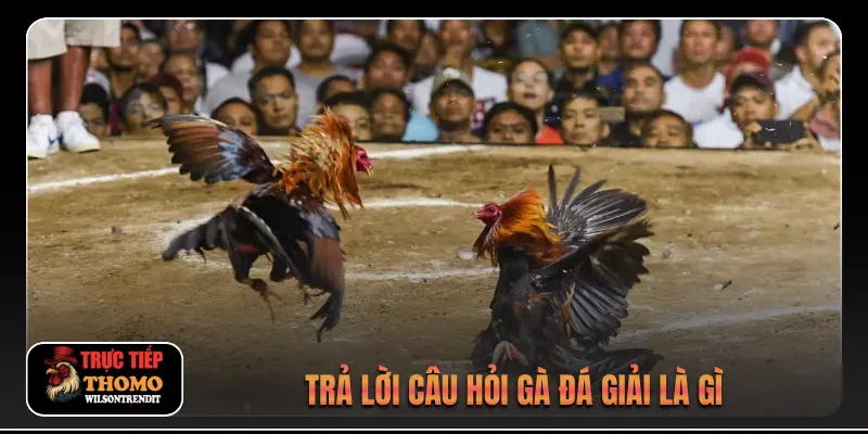 Trả lời câu hỏi gà đá giải là gì