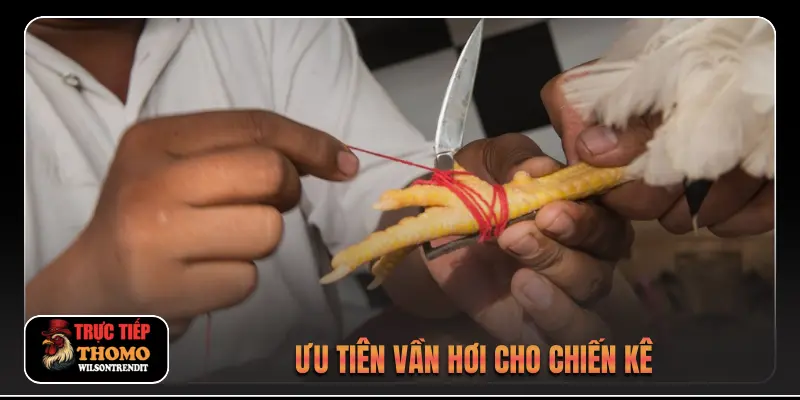 Ưu tiên vần hơi cho chiến kê