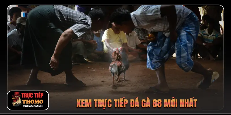 Xem trực tiếp video đá gà 88 mới nhất