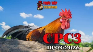 Cập nhật video đá gà trực tiếp CPC3 hôm nay 10032026 mới nhất
