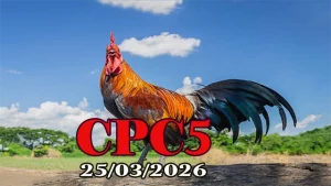 Full Clip Xem Lại Đá Gà Thomo CPC5 Ngày 25032026