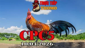 Video đá gà trực tiếp CPC5 10032026 chuẩn HD