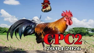 Xem clip đá gà trực tiếp Thomo CPC2 ngày 20042026